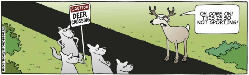 deercrossing